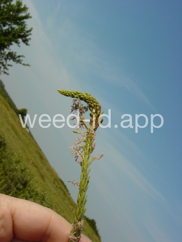 gaura, small-flowered